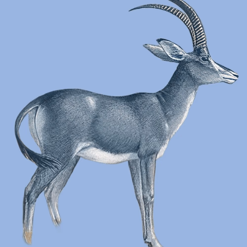 Blue Buck