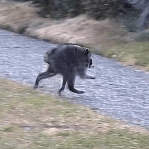 Jimothy The Raccoon