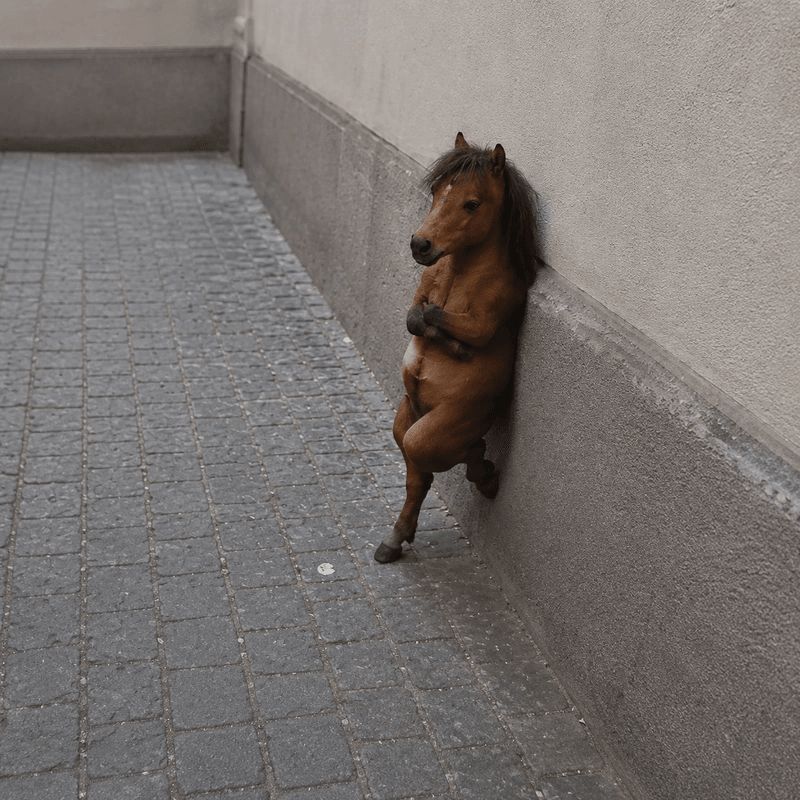 Nonchalant Horse