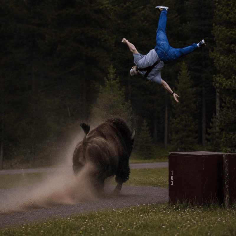The Charging Bison