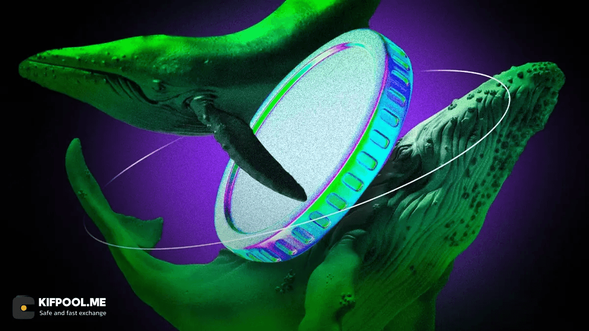 نهنگ‌های بازار ارز دیجیتال در فوریه ۲۰۲۶ روی چه دارایی‌هایی سرمایه‌گذاری می‌کنند؟