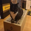 Binance Cat