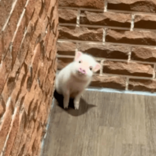 tom