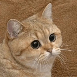 Starecat